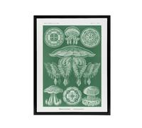 Artery8 Discomedusae Jellyfish Species Haeckel Botanical Framed Canvas Art in Green | Size: W18" x H24" Artery8 Green W18" x H24"