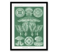 Artery8 Discomedusae Jellyfish Species Haeckel Botanical Framed Wall Art Print in Green | Size: W12" x H16" Artery8 Green W12" x H16"