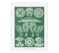 Artery8 Discomedusae Jellyfish Species Haeckel Botanical Wall Art Poster Print 12X16"