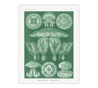 Artery8 Discomedusae Jellyfish Species Haeckel Botanical Wall Art Print Poster in Green | Size: W12" x H16" Artery8 Green W12" x H16"