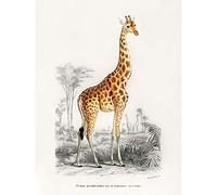Artery8 Dorbigny 1849 Giraffe Natural History Illustration Art Print Canvas Premium Wall Decor Poster Mural