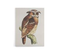 Artery8 Eagle Owl Perched on a Branch Canvas Wall Art Print van Hoytema in Brown | Size: W24" x H32" Artery8 Brown W24" x H32"