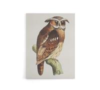 Artery8 Eagle Owl Perched on a Branch Canvas Wall Art Print Vintage : Artwork by van Hoytema 12x16 Majestic bird portrait exuding power and grace, ideal for libraries or moody office décor