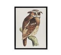 Artery8 Eagle Owl Perched on a Branch Framed Canvas Wall Art Print Vintage : Artwork by van Hoytema 18x24 Majestic bird portrait exuding power and grace, ideal for libraries or moody office décor