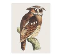 Artery8 Eagle Owl Perched on a Branch Vintage Wall Art Print van Hoytema in Brown | Size: W12" x H16" Artery8 Brown W12" x H16"