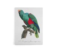 Artery8 Eclectus Roratus Parrot Francois Levaillant Canvas Wall Art Print in White | Size: W18" x H24" Artery8 White W18" x H24"