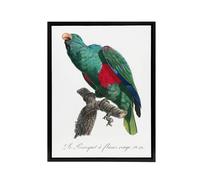 Artery8 Eclectus Roratus Parrot Francois Levaillant Framed Canvas Wall Art in White | Size: W18" x H24" Artery8 White W18" x H24"