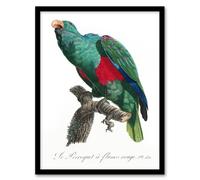 Artery8 Eclectus Roratus Parrot Francois Levaillant Framed Wall Art Print in White | Size: A4 Artery8 White A4