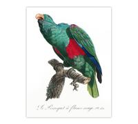 Artery8 Eclectus Roratus Parrot Francois Levaillant Wall Art Poster Print in White | Size: W18" x H24" Artery8 White W18" x H24"