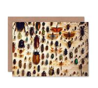 Artery8 Entomologist Insect Collection Cabinet Photograph Nature Card Artery8 Multicolor
