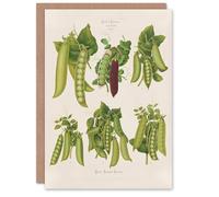 Artery8 Ernst Benary Art Card Pea Plant Varieties Vintage Botanical