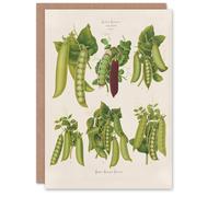 Artery8 Ernst Benary Art Card Pea Plant Varieties Vintage Botanical