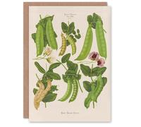 Artery8 Ernst Benary Art Card Sugar Peas Varieties Vintage Botanical