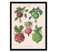 Artery8 Ernst Benary Kohlrabi Turnip Cabbage Varieties Framed Wall Art Print in White | Size: A4 Artery8 White A4