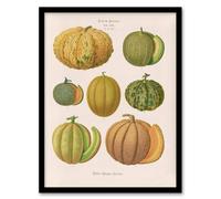 Artery8 Ernst Benary Melon Varieties Vintage Illustration Framed Art Print in White | Size: A3 Artery8 White A3