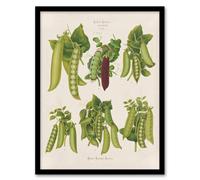 Artery8 Ernst Benary Pea Plant Varieties Vintage Botanical Framed Art Print in White | Size: A3 Artery8 White A3