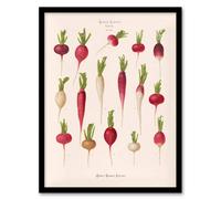 Artery8 Ernst Benary Radish Root Varieties Vintage Botanical Framed Art Print in White | Size: A3 Artery8 White A3