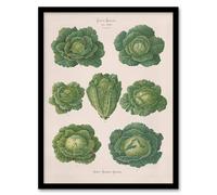 Artery8 Ernst Benary Savoy Cabbages Vintage Botanical Framed Art Picture Print in White | Size: A3 Artery8 White A3