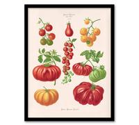 Artery8 Ernst Benary Tomatoes or Love Apples Vintage Botanical Framed Wall Art in White | Size: A4 Artery8 White A4