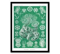 Artery8 Ernst Haeckel Adolf Giltsch Framed Wall Art Thuroidea Sea Cucumber in Green | Size: A4 Artery8 Green A4