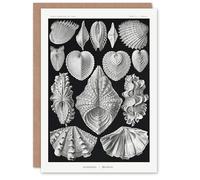 Artery8 Ernst Haeckel Art Card Acephala Mollusks Clams Oysters