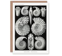 Artery8 Ernst Haeckel Art Card Ammonite Fossil Cephalopods