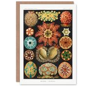Artery8 Ernst Haeckel Art Card Ascidiae Colourful Marine Life
