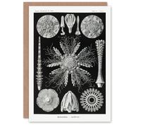 Artery8 Ernst Haeckel Art Card Echinidea Sea Urchin Species