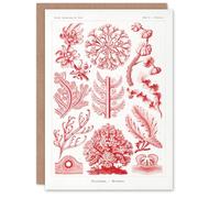 Artery8 Ernst Haeckel Art Card Florideophyceae Red Algae