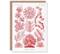 Artery8 Ernst Haeckel Art Card Florideophyceae Red Algae