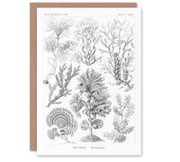 Artery8 Ernst Haeckel Art Card Fucoideae Algae Seaweed Species