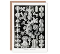 Artery8 Ernst Haeckel Art Card Gorgonida Vintage Coral Illustration