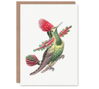 Artery8 Ernst Haeckel Art Card Hummingbird Vintage Illustration