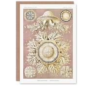 Artery8 Ernst Haeckel Art Card Jellyfish Discomedusae Vintage Illustration