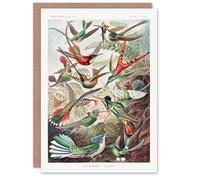 Artery8 Ernst Haeckel Art Card Kolibri Birds Hummingbird Species