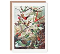 Artery8 Ernst Haeckel Art Card Kolibri Birds Hummingbird Species