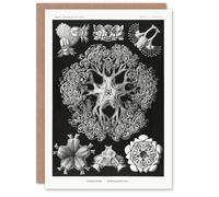 Artery8 Ernst Haeckel Art Card Ophiodea Brittle Stars Illustration in Black Artery8 Black