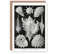 Artery8 Ernst Haeckel Art Card Sea Snail Shells Vintage Illustration