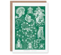 Artery8 Ernst Haeckel Art Card Siphonophorae Vintage Marine Illustration