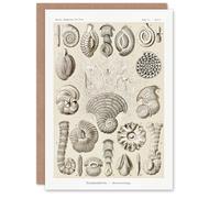 Artery8 Ernst Haeckel Art Card Talamophora Vintage Marine Life Illustration