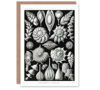 Artery8 Ernst Haeckel Art Card Thalamophora Forams Shells