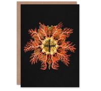 Artery8 Ernst Haeckel Art Card Tunicate Marine Animal on Black