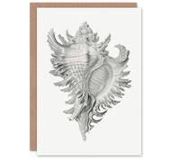 Artery8 Ernst Haeckel Art Card Whelk Sea Snail Shell Drawing