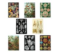Ernst Haeckel Art Multipack Of 8 Greeting Cards Scientific Ocean Life Illustration Botanical Art 8 Assorted Cards Blank Inside Any Occasion Notecard A6 Size - 10x15 cm