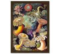 Artery8 Ernst Haeckel Botanical Sea Vintage Nature Art Biology Anemone A4 Artwork Framed Wall Art Print
