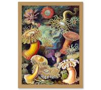 Artery8 Ernst Haeckel Botanical Sea Vintage Nature Art Biology Anemone A4 Artwork Framed Wall Art Print