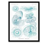 Artery8 Ernst Haeckel Framed Wall Art Aequoreidae Jellyfish Marine Life Species in White | Size: A3 Artery8 White A3