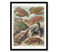 Artery8 Ernst Haeckel Framed Wall Art Chelonia Turtles Vintage Illustration | Size: A3 Artery8 Multicolor A3
