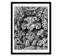 Artery8 Ernst Haeckel Framed Wall Art Hexacorallia Vintage Coral Illustration in White | Size: A4 Artery8 White A4