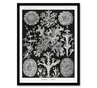 Artery8 Ernst Haeckel Framed Wall Art Lichen Species Vintage Illustration in Black | Size: A4 Artery8 Black A4